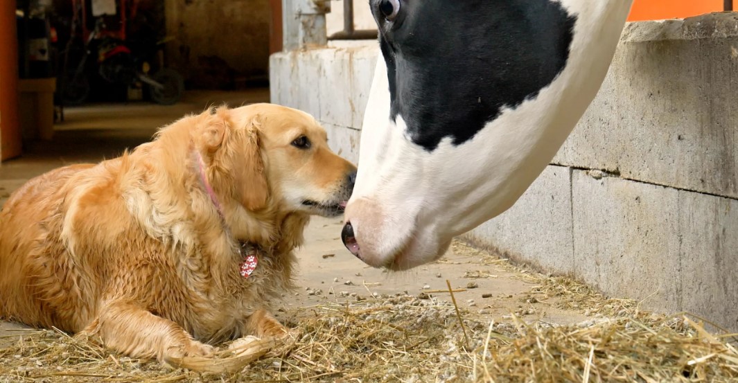 Why Dog Treats Matter A Comprehensive Look at Their Benefits