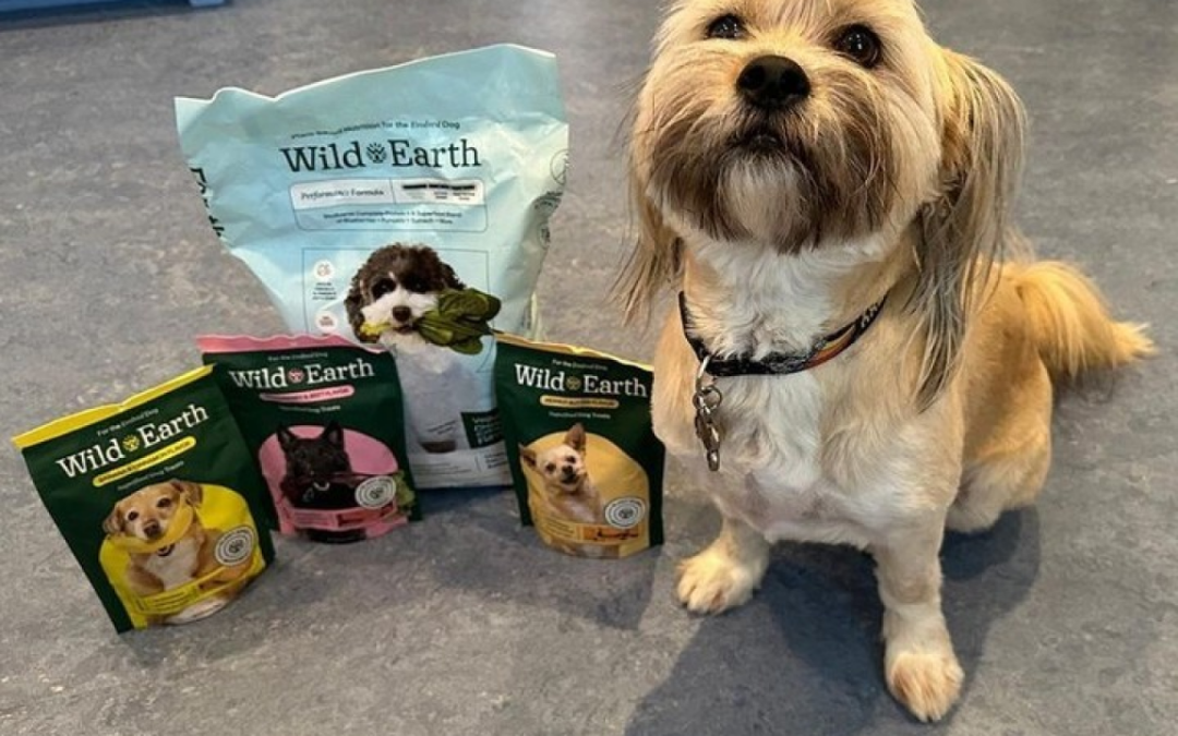 Why Is High-Quality Dog Food So Important for Your Pup?